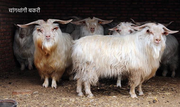 कश्मीर की पश्मीना