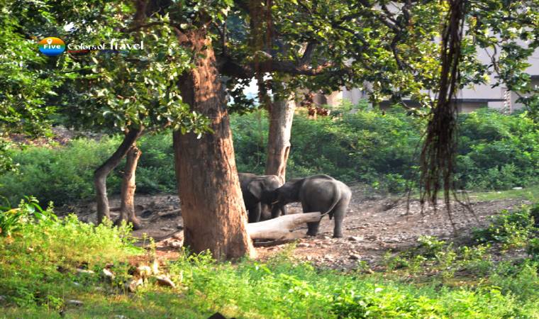 राजाजी नेशनल पार्क