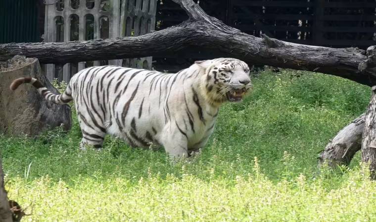 Best Tourist Places in Chandigarh