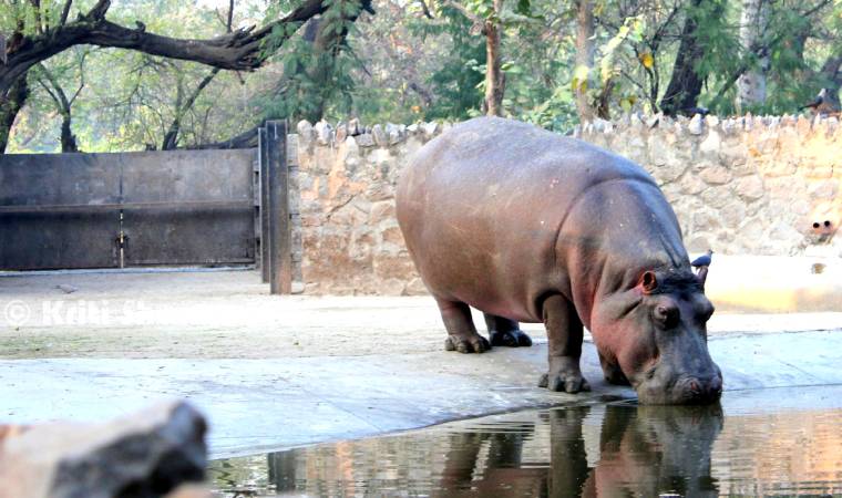 दिल्ली जू