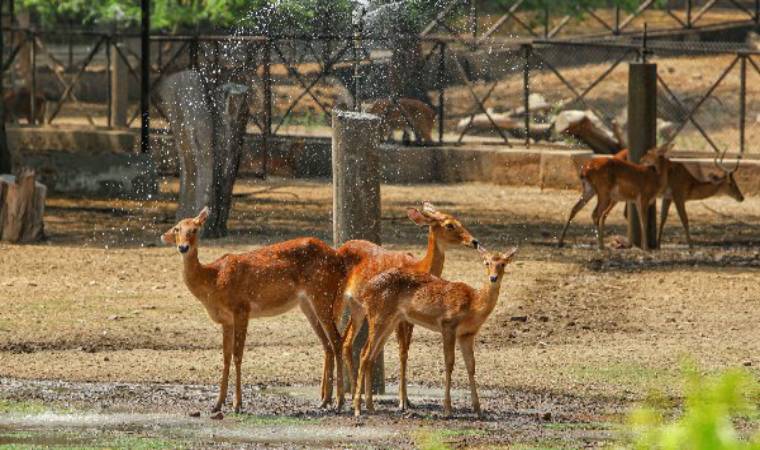 दिल्ली जू