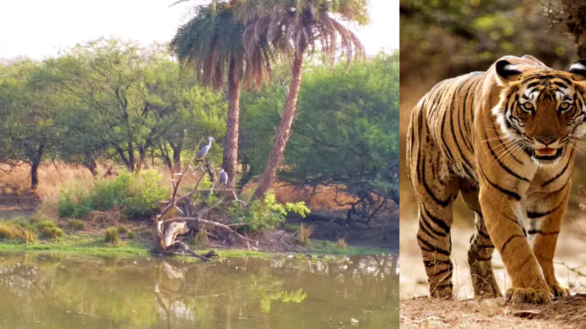 मध्यप्रदेश बना ‘बेस्ट वाइल्डलाइफ डेस्टिनेशन