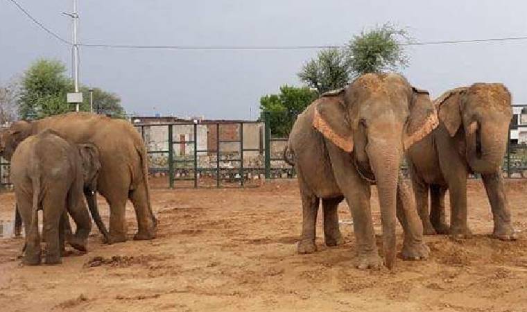 हाथी गांव