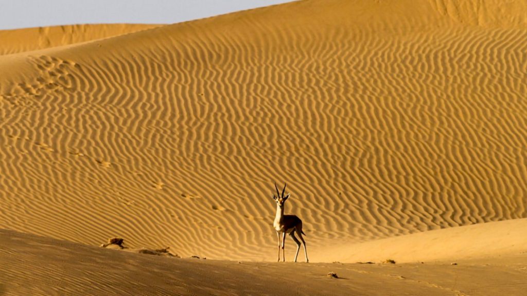 Desert National Park: थार रेगिस्तान के बीच भारत का इकलौता राष्ट्रीय उद्यान