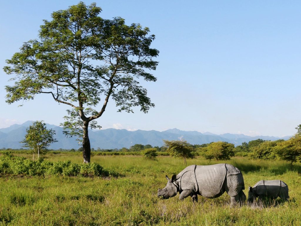 भारत के 5 National Parks, जहाँ मिलेगा वन्यजीव और प्रकृति का अनुभव