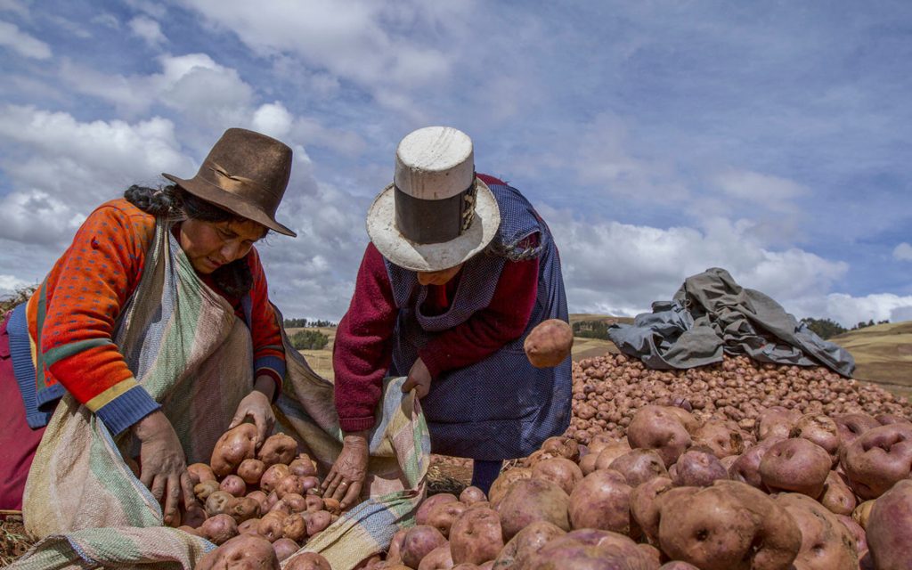 दुनिया में सबसे ज्यादा आलू कहाँ उगाया जाता है? खेती, खपत और फूड टूरिज्म में भूमिका