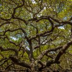 भारत की सबसे ऊंची प्रतिमाएं: गौरव और संस्कृति का जीवंत रूप