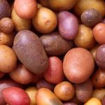 क्यों बन रहा है सिगिरिया-पिडुरंगला 2026 का सबसे ट्रेंडिंग ट्रैवल डेस्टिनेशन?