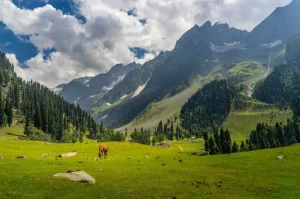 kashmir