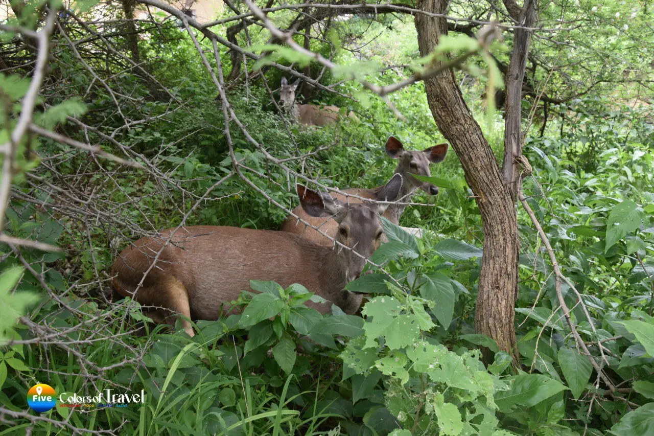 Sariska Jungle Safari Alwar