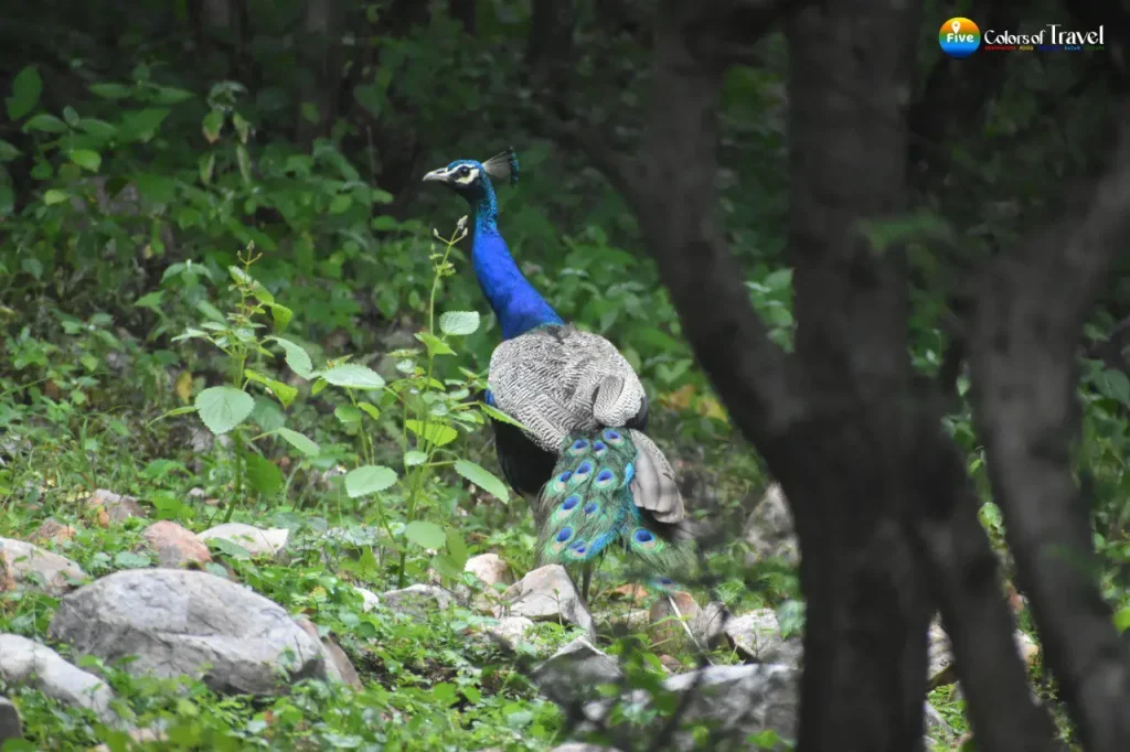 Sariska Jungle Safari Alwar