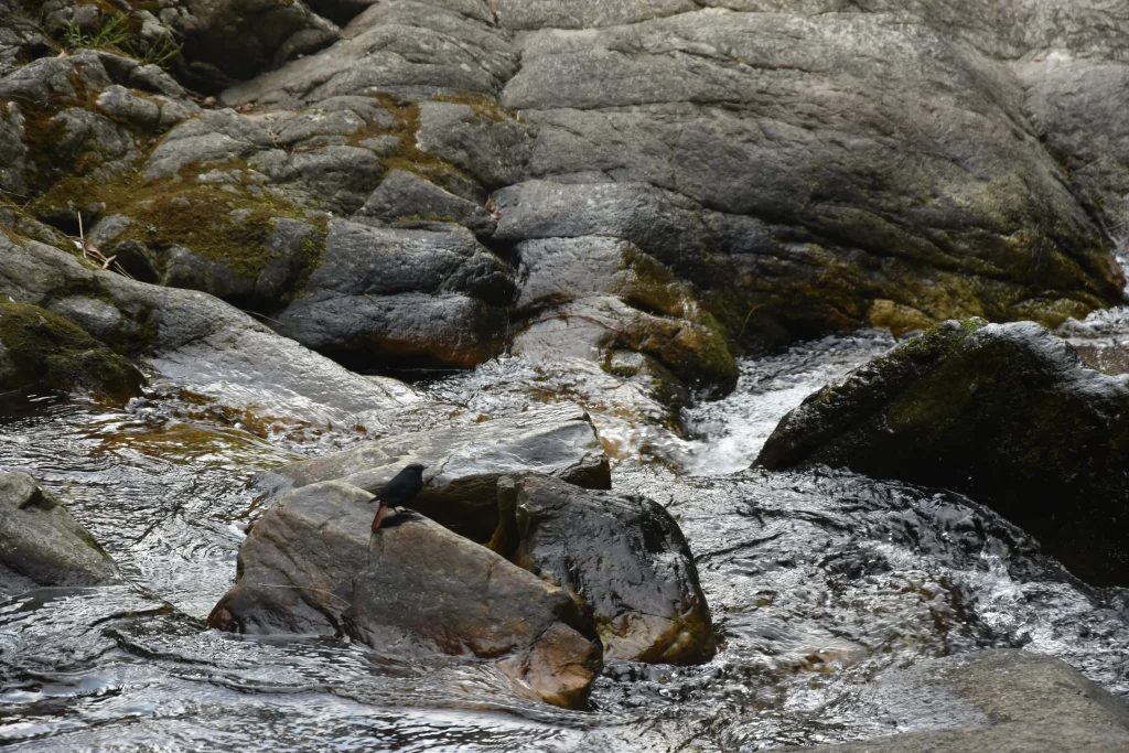Tirthan Valley