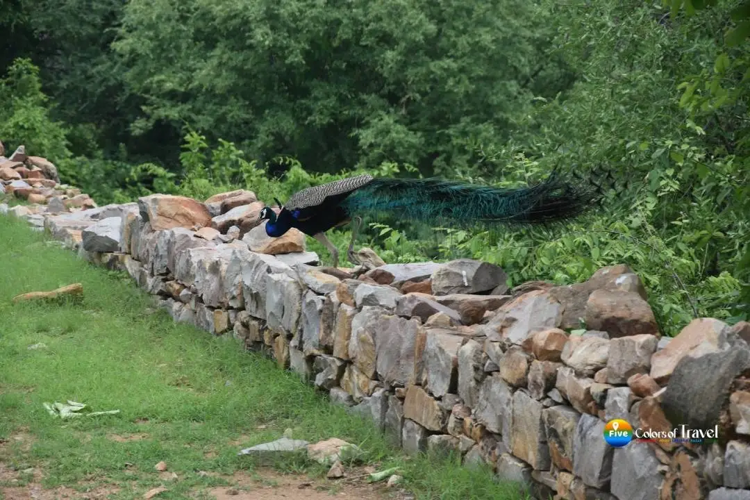 green valley of alwar