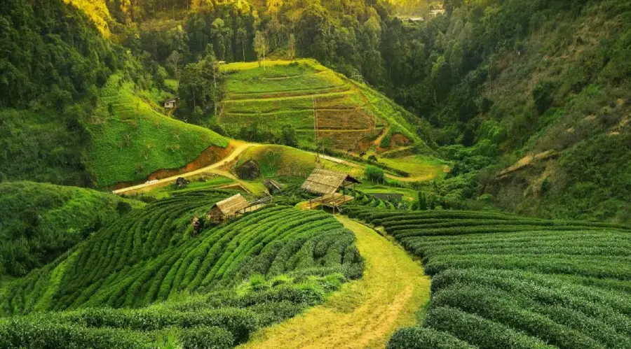 Chai Garden assam