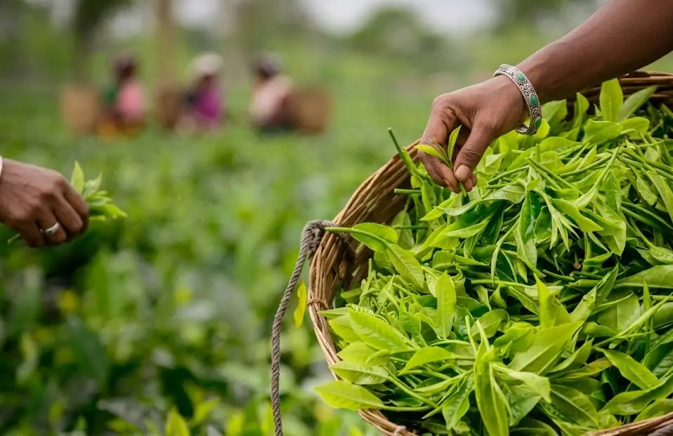 Chai Garden assam