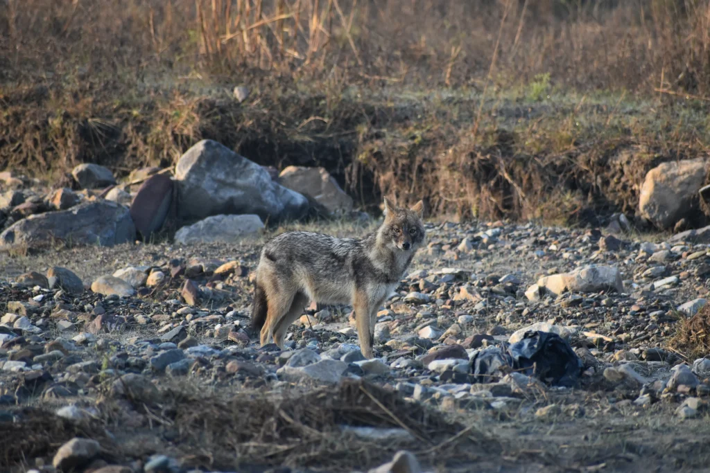 Rajaji National Park
