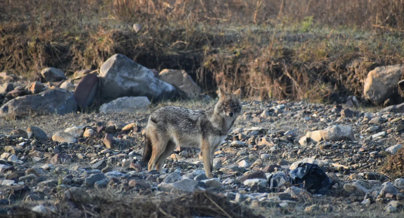 Rajaji National Park