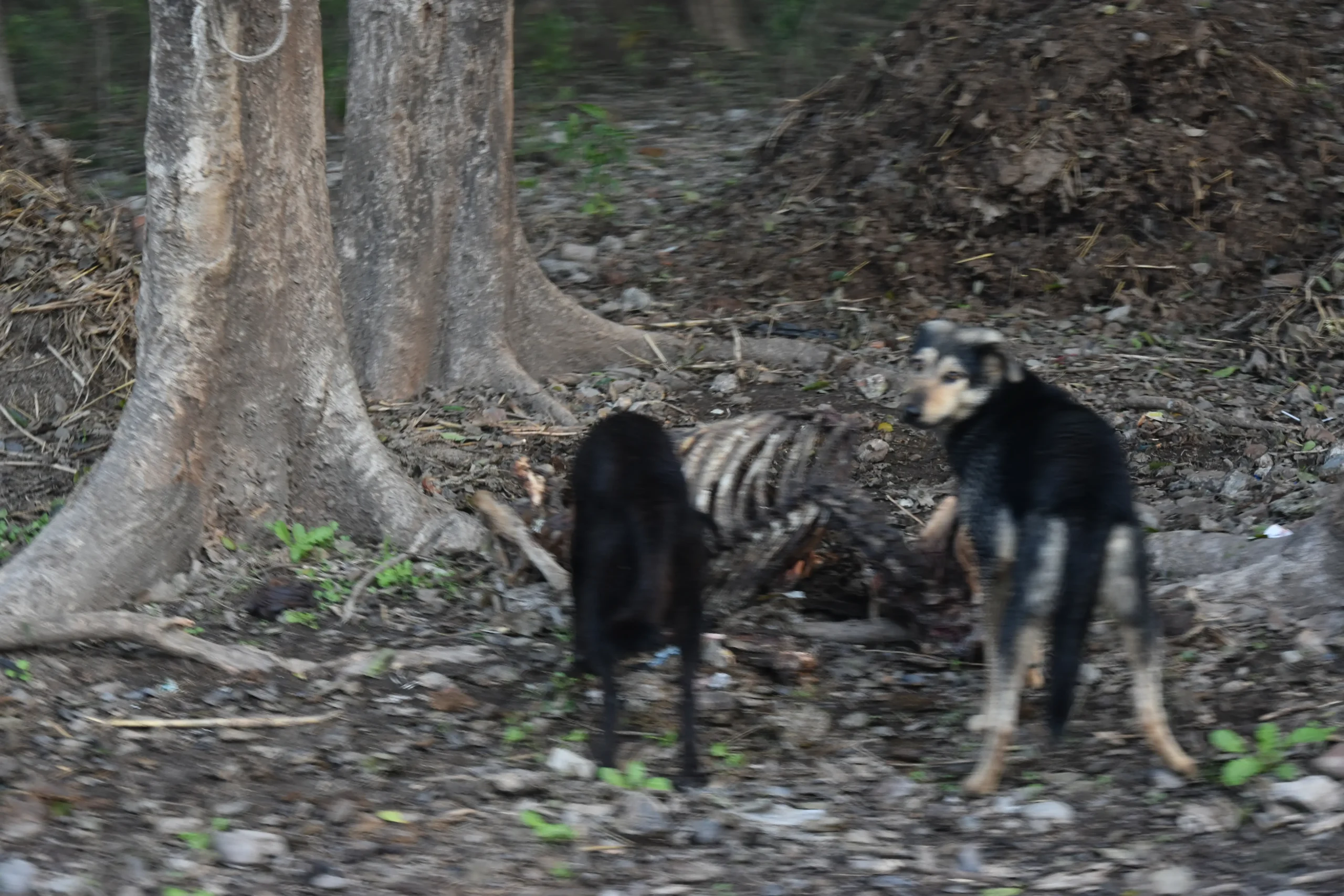 Rajaji National Park