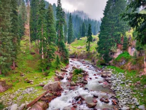 kashmir