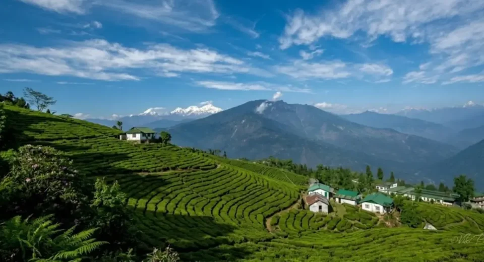 pelling