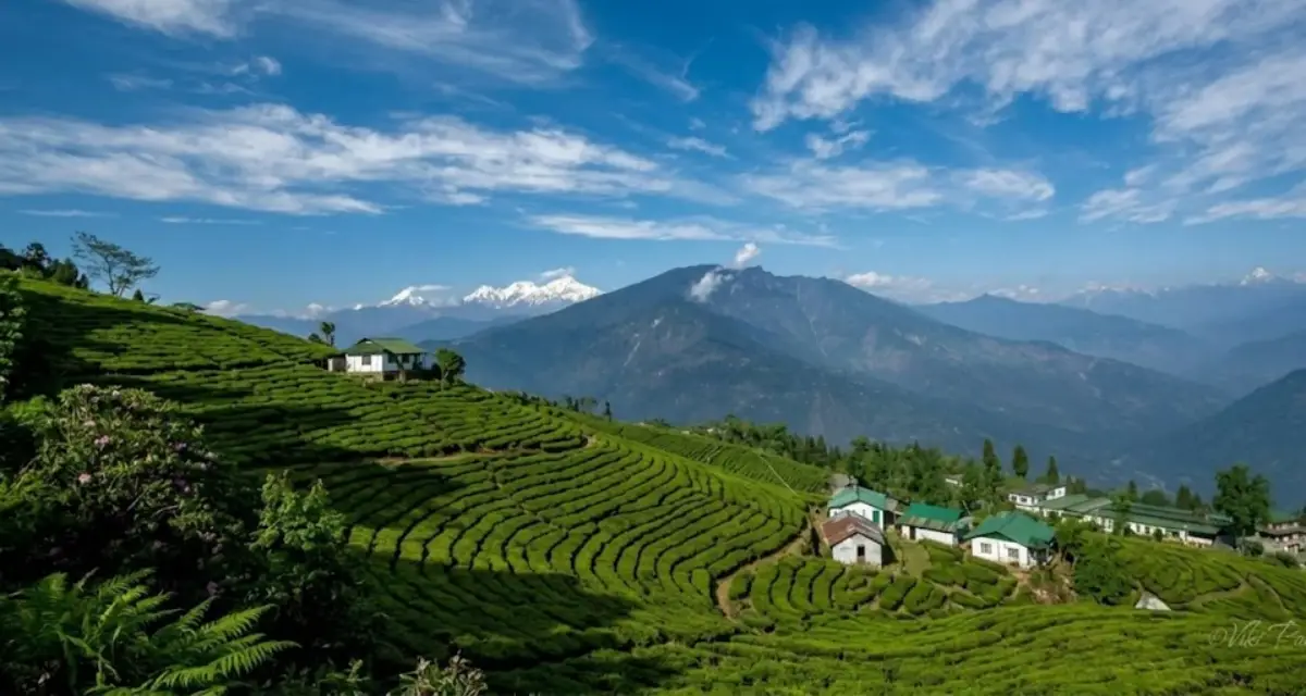 pelling