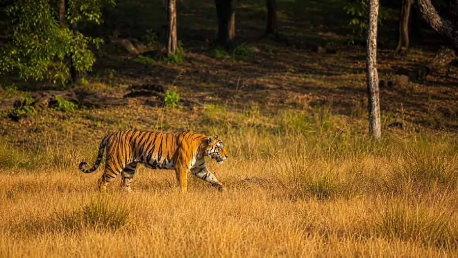 Kanha National Park (1)